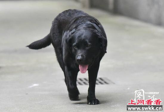 爱管闲事小狗专注拿耗子5年 