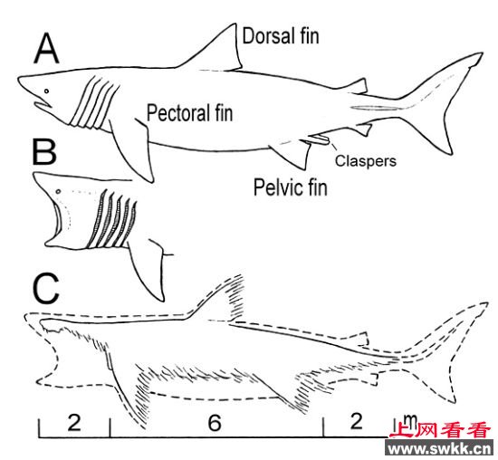 十大海怪尸体