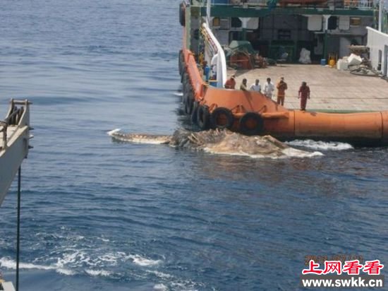 十大海怪尸体