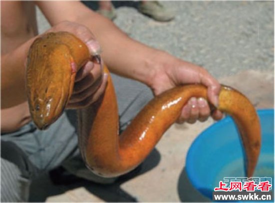 世界上最大的黄鳝 湖州长兴惊现36斤黄鳝