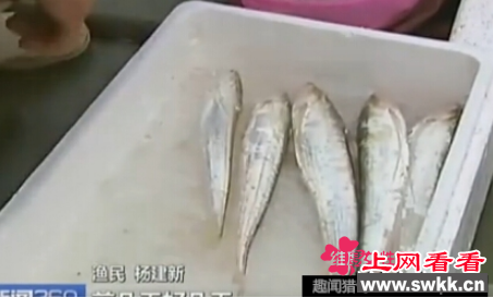 最贵长江刀鱼两条竟卖上万元 5000元一条