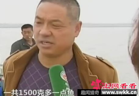 最贵长江刀鱼两条竟卖上万元 5000元一条