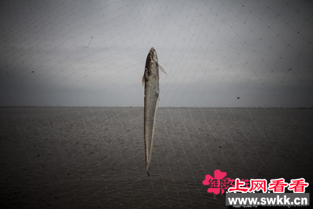 最贵长江刀鱼两条竟卖上万元 5000元一条