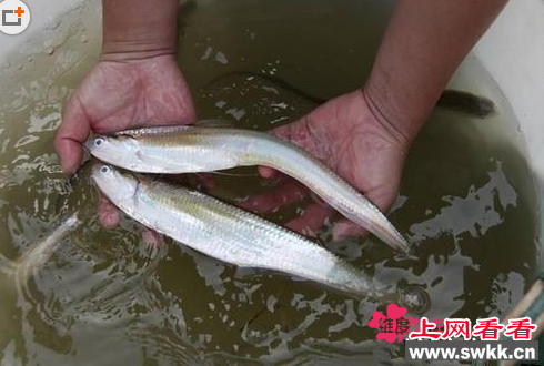 最贵长江刀鱼两条竟卖上万元 5000元一条