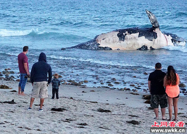 加州海滩惊现鲸鱼腐尸 恶臭漫天恐引来大白鲨