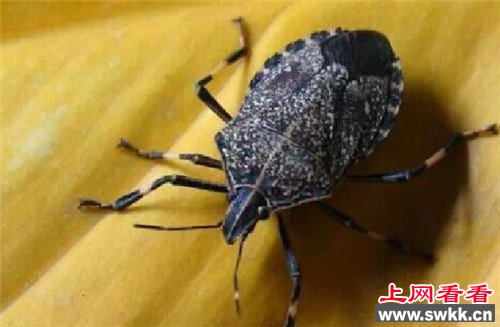 臭屁虫