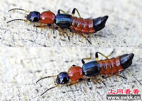 隐翅虫