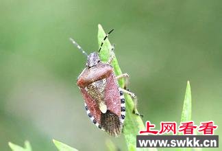 臭屁虫
