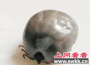 蜱虫