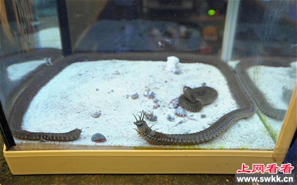 巨型博比特虫藏缸底10年致水族馆内鱼接连神秘失踪www.swkk.com