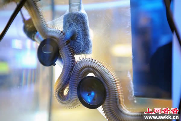 巨型博比特虫藏缸底10年致水族馆内鱼接连神秘失踪