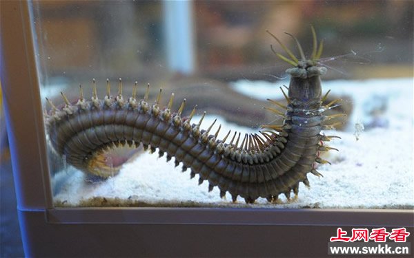 巨型博比特虫藏缸底10年致水族馆内鱼接连神秘失踪