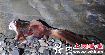 飞猫也被称为天使猫，是一种长着翅膀的猫
