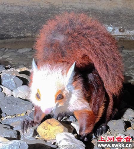 飞猫也被称为天使猫，是一种长着翅膀的猫