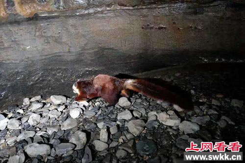 飞猫也被称为天使猫，是一种长着翅膀的猫