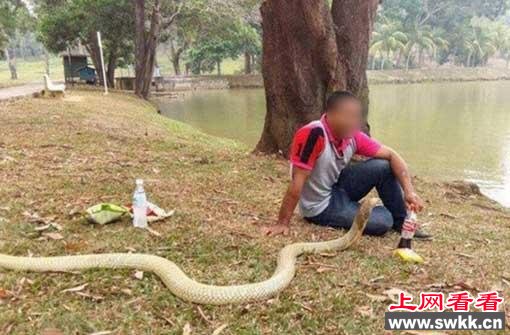 泰国男子与眼镜蛇每日野餐谈心，只因是女友转世？