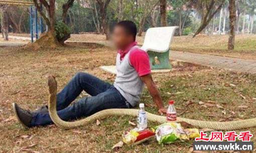 泰国男子与眼镜蛇每日野餐谈心，只因是女友转世？