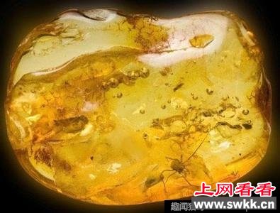 琥珀中发现距今4000万年史前蜘蛛(1)