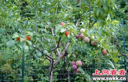男子种出一棵果树结40种果实