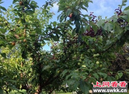男子种出一棵果树结40种果实