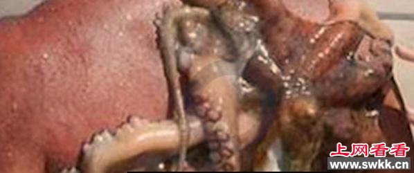 男子潜水上岸发现背上有一只恐怖生物