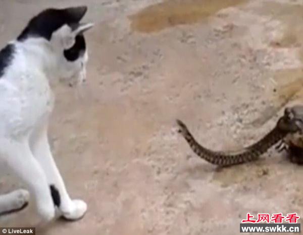 猫蛇大战蟾蜍坐收渔翁之利 缓缓将蛇吞进肚子