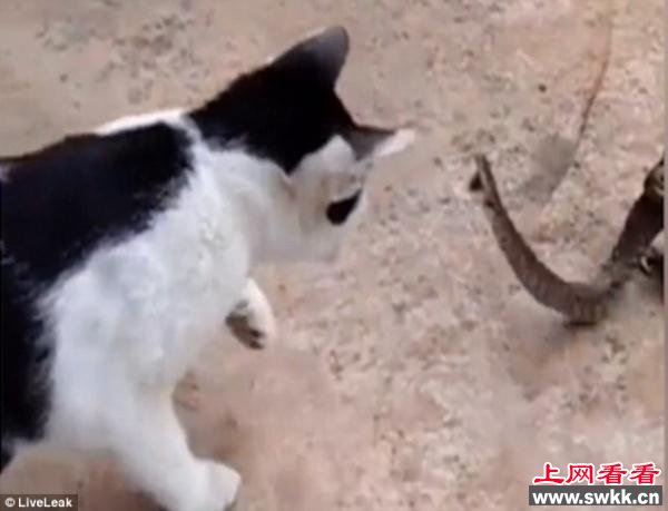 猫蛇大战蟾蜍坐收渔翁之利 缓缓将蛇吞进肚子
