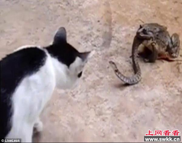 猫蛇大战蟾蜍坐收渔翁之利 缓缓将蛇吞进肚子