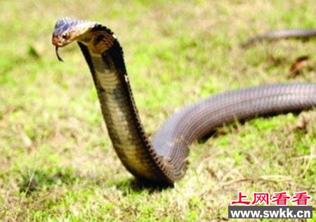 用眼镜蛇泡酒一个月后打开被咬死