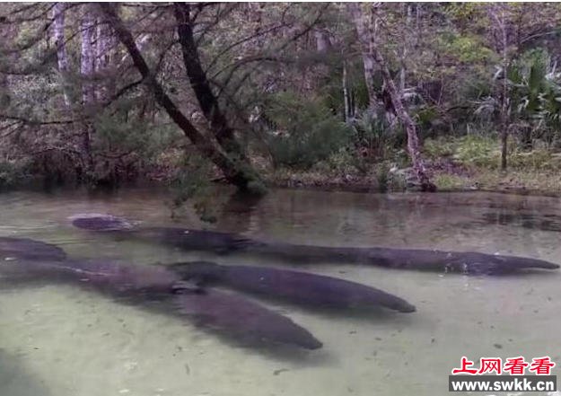 海牛是一种温顺的哺乳动物，通常对其他对象都很友好。可能是它们看到这对情侣在水面上，故意过来打招呼