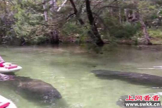 男子和女友在水上划船 忽然水下游过几个黑影