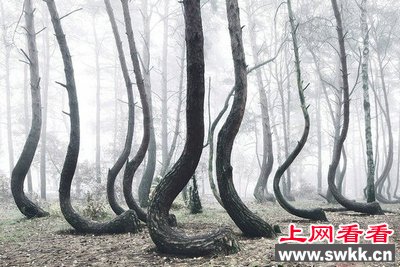 震惊！波兰出现神秘森林：400棵树往同一方向弯曲