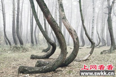震惊！波兰出现神秘森林：400棵树往同一方向弯曲
