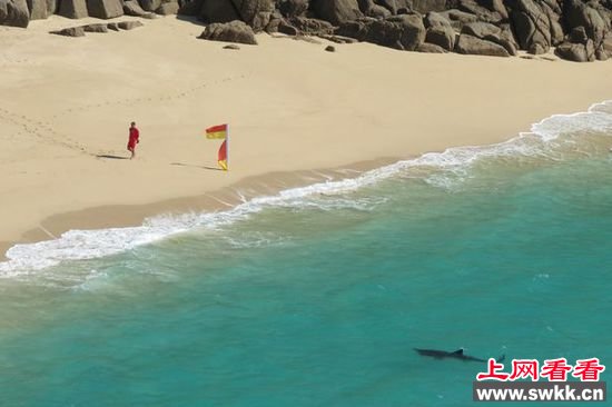 英海滩度假村边惊现鲨鱼群 游客未受惊吓