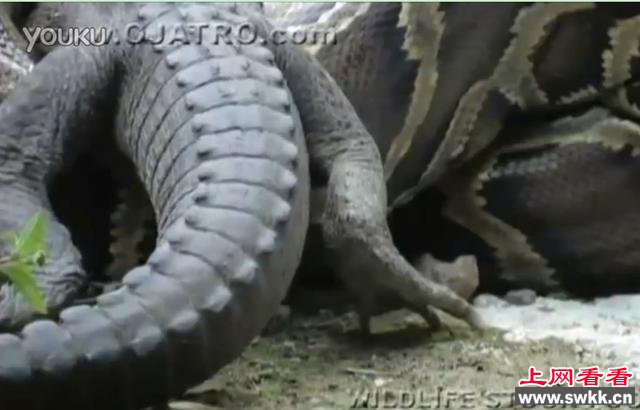 实拍蟒鳄大战蟒蛇生吞鳄鱼