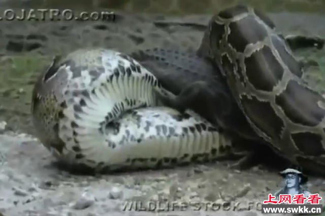实拍蟒鳄大战蟒蛇生吞鳄鱼