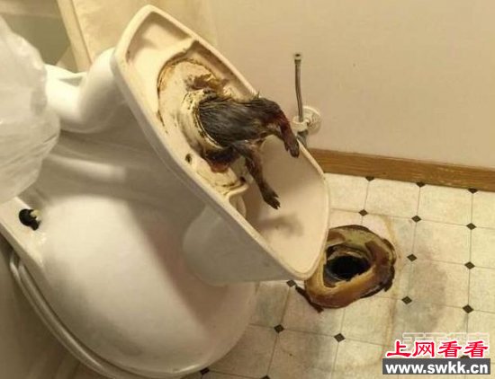 男子上厕所听到怪声：拆开马桶后瞬间傻眼