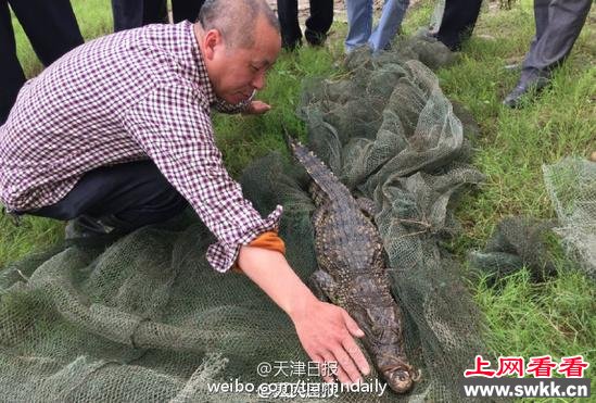 重庆市民江边钓鱼 钓到重约30斤鳄鱼(图)