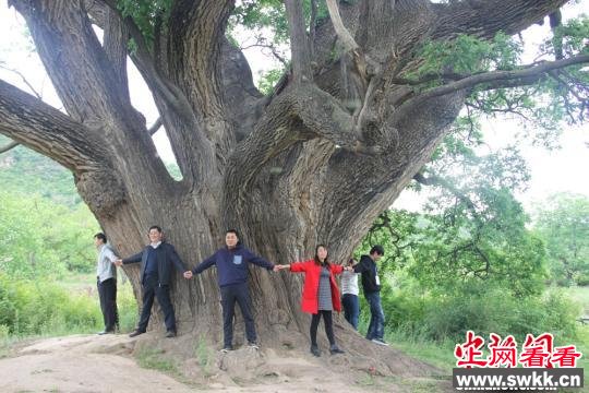 图为参观者展开双臂环抱古槐树干。　李玥　摄
