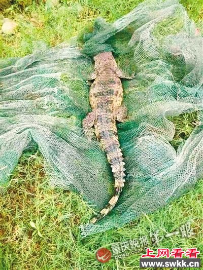 市民嘉陵江钓起1米鳄鱼