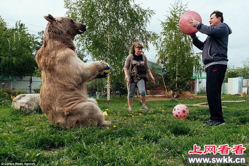 俄夫妇养熊23年每日同桌进餐一起吃饭玩耍