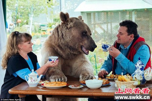 俄夫妇养熊23年每日同桌进餐一起吃饭玩耍