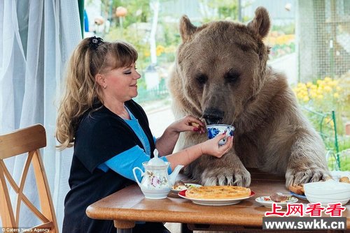 俄夫妇养熊23年每日同桌进餐一起吃饭玩耍