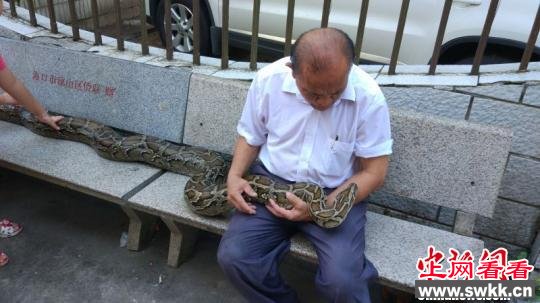 施继民与蟒蛇施南王在小区内遛弯　林士杰　摄