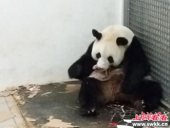 熊猫妈妈