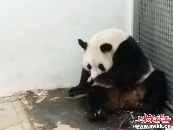 熊猫妈妈