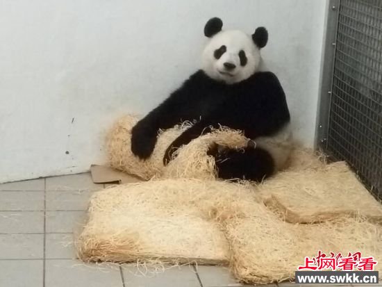熊猫妈妈