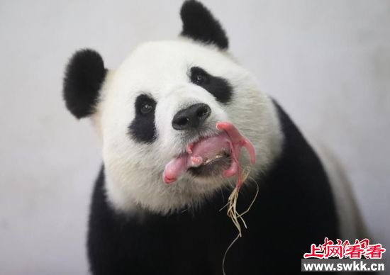 熊猫妈妈