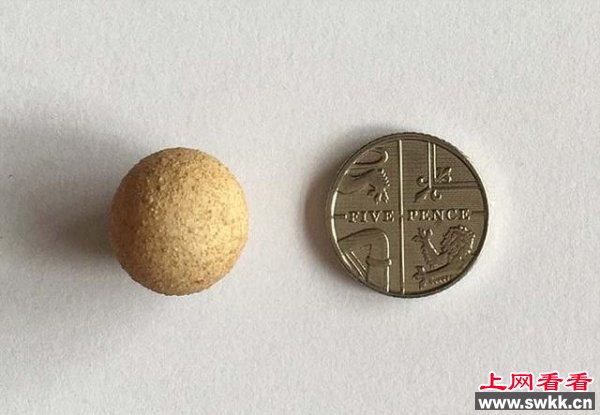 英国女孩发现世界最小鸡蛋 长度仅1.55厘米(图)1