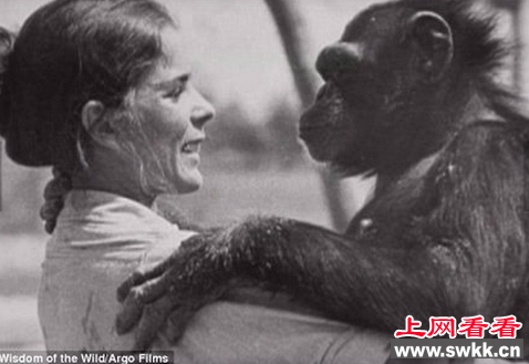 认出25年前救命恩人猩猩主动上前拥抱